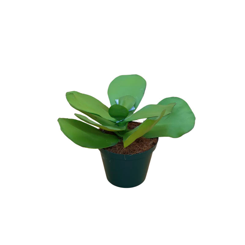 Paddle Plant